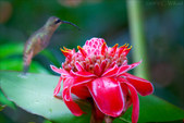 Enlarge photo 56