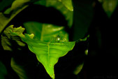Enlarge photo 65