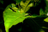 Enlarge photo 66