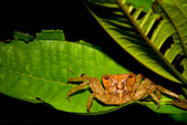 Enlarge photo 68