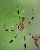Enlarge photo 10