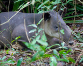 Enlarge photo 30