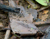Enlarge photo 34