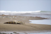 Enlarge photo 37
