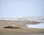 Enlarge photo 38