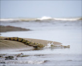 Enlarge photo 39