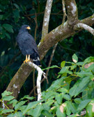 Enlarge photo 43