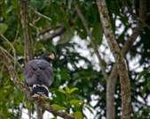 Enlarge photo 44