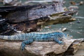 Enlarge photo 51