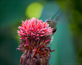 Enlarge photo 23