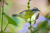 Enlarge photo 25