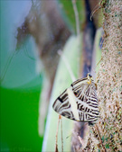 Enlarge photo 27