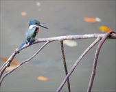 Enlarge photo 35