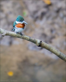 Enlarge photo 37