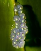 Enlarge photo 36