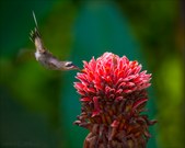 Enlarge photo 40