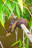 Enlarge photo 32