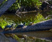 Enlarge photo 29