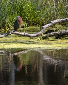 Enlarge photo 16