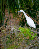 Enlarge photo 65