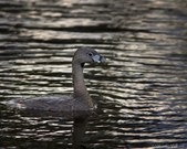Enlarge photo 45