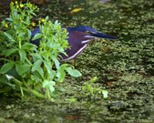 Enlarge photo 49