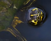 Enlarge photo 54