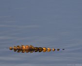 Enlarge photo 57