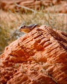 Enlarge photo 36