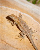 Enlarge photo 43