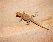 Enlarge photo 44