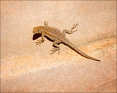 Enlarge photo 45