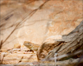 Enlarge photo 46