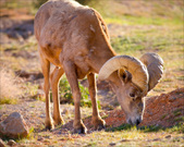 Enlarge photo 111