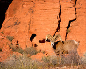 Enlarge photo 137