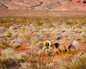 Enlarge photo 142