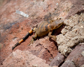 Enlarge photo 26
