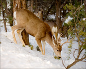 Enlarge photo 80