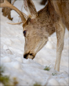 Enlarge photo 81