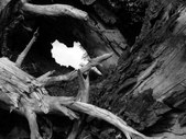Enlarge photo 32