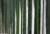 Enlarge photo 59