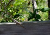 Enlarge photo 64