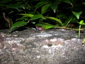Enlarge photo 67