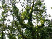 Enlarge photo 81