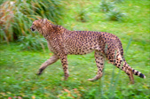 Enlarge photo 82