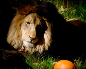 Enlarge photo 120