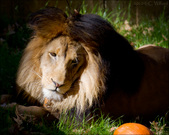 Enlarge photo 121