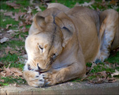 Enlarge photo 124