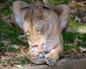 Enlarge photo 125