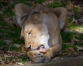 Enlarge photo 126